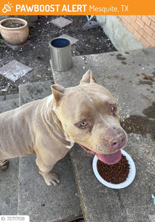 Found/Stray Male Dog last seen Oates drive and Live Oak, Mesquite, TX 75150