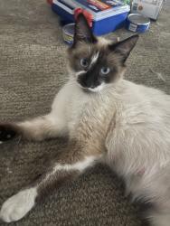 Lost Female Cat last seen E yosemite Ave, Madera, CA 93638