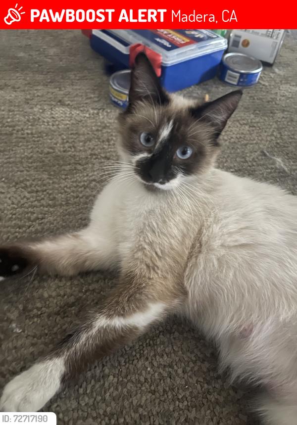 Lost Female Cat last seen E yosemite Ave, Madera, CA 93638