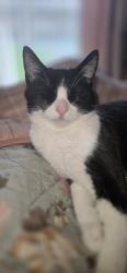 Lost Male Cat last seen Whelley loop, Whelley, England WN1 3YL