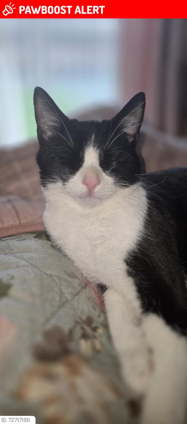 Lost Male Cat last seen Whelley loop, Whelley, England WN1 3YL