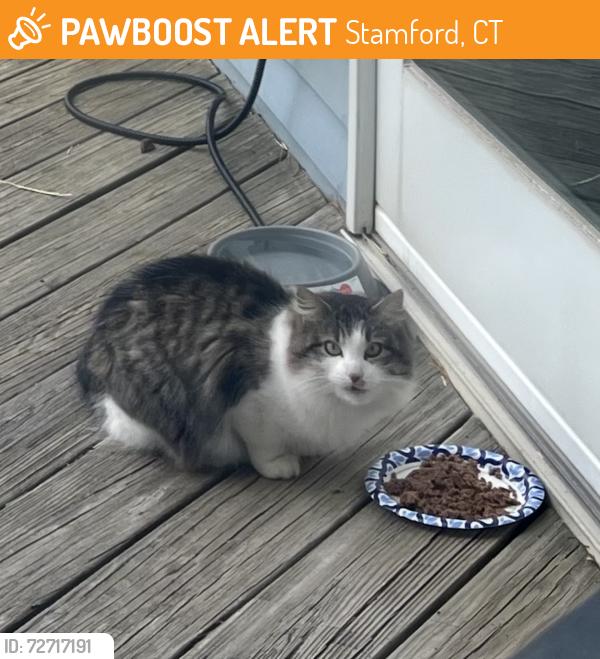 Found/Stray Unknown Cat last seen Willowbrook & Soundview Ave., Stamford, CT 06902