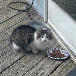Found/Stray Unknown Cat last seen Willowbrook & Soundview Ave., Stamford, CT 06902