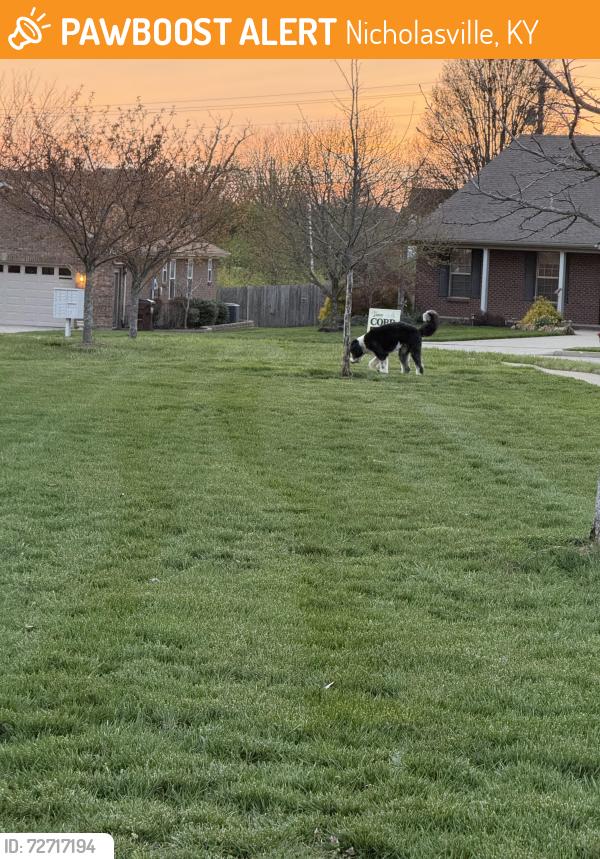 Found/Stray Male Dog last seen Virginia Lane Nicholasville, KY, Nicholasville, KY 40356