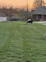 Found/Stray Male Dog last seen Virginia Lane Nicholasville, KY, Nicholasville, KY 40356