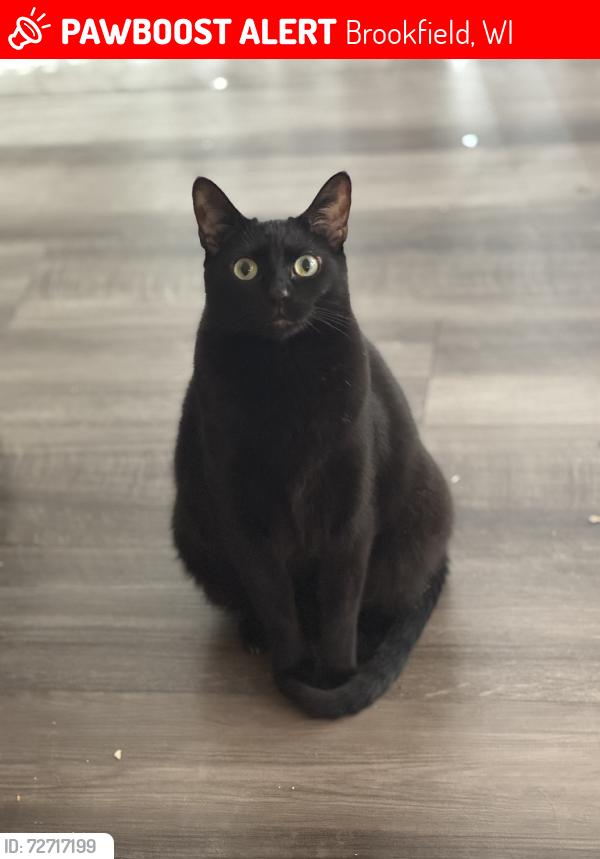 Lost Female Cat last seen Burleigh Rd Animal hosp, Brookfield, WI 53005