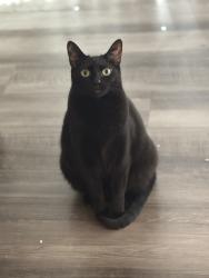 Lost Female Cat last seen Burleigh Rd Animal hosp, Brookfield, WI 53005