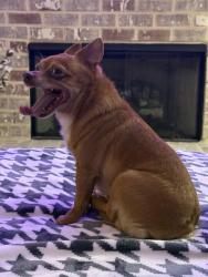 Found/Stray Male Dog last seen Drew Rd and Bethleview Rd, Forsyth County, GA 30040