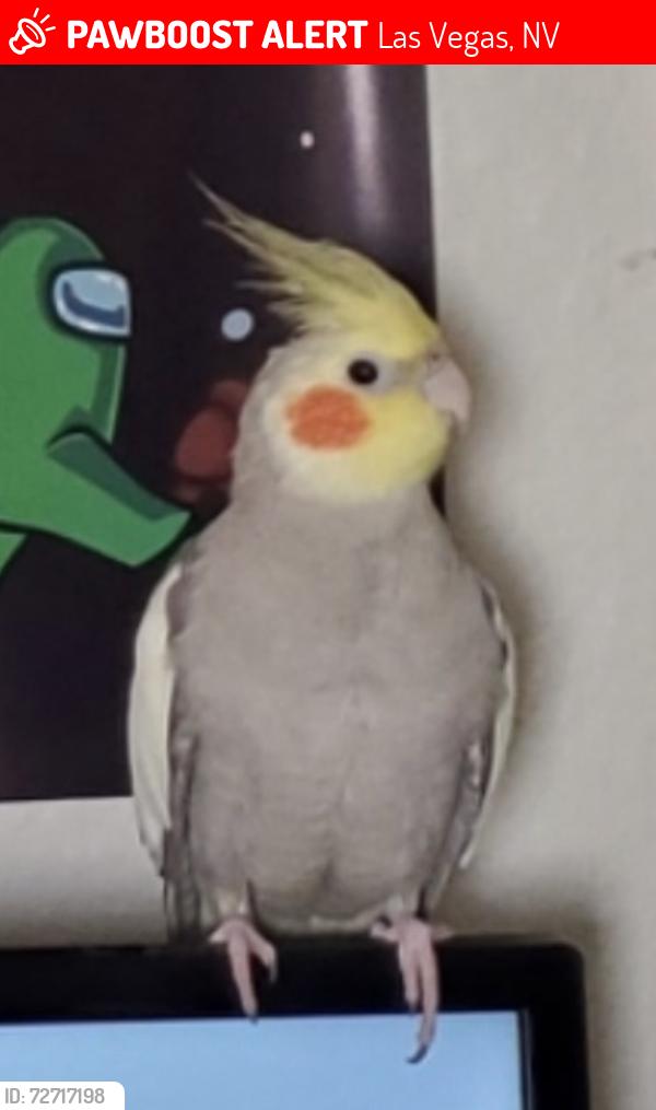 Lost Male Bird last seen Bonanza & Maryland Parkway, Las Vegas, NV 89101