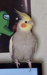Lost Male Bird last seen Bonanza & Maryland Parkway, Las Vegas, NV 89101