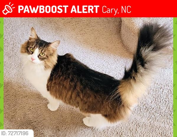 Lost Female Cat last seen Java Court & Sir Walker Lane near High hse Road, Cary, NC 27519