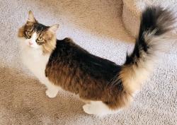 Lost Female Cat last seen Java Court & Sir Walker Lane near High hse Road, Cary, NC 27519