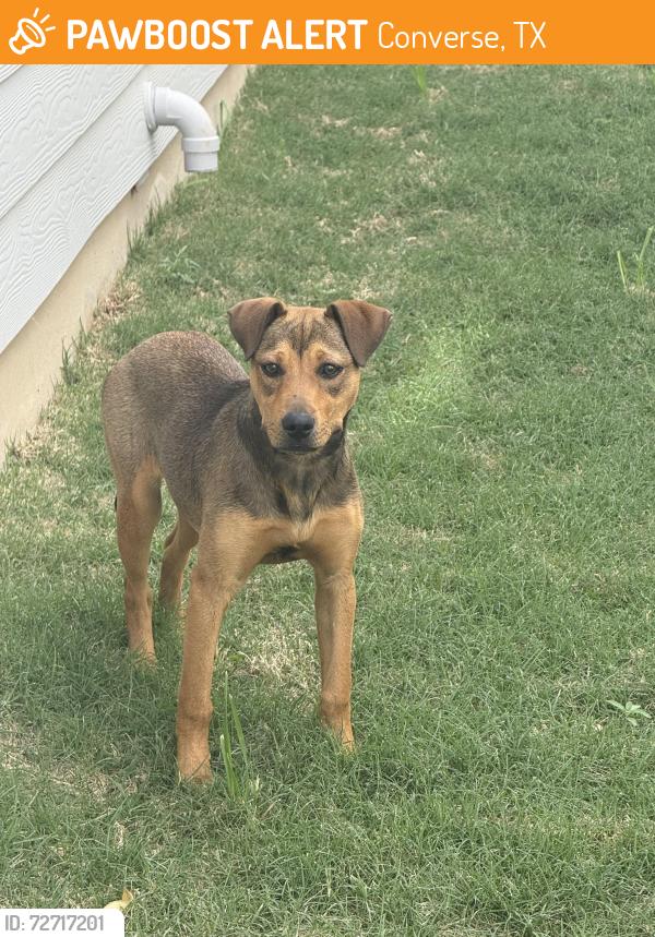 Found/Stray Male Dog last seen Texas Palm Dr and Bluebell, Converse, TX 78109