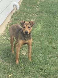 Found/Stray Male Dog last seen Texas Palm Dr and Bluebell, Converse, TX 78109