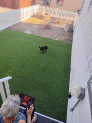 Found/Stray Female Dog last seen Broadbent and Russell , Whitney, NV 89122