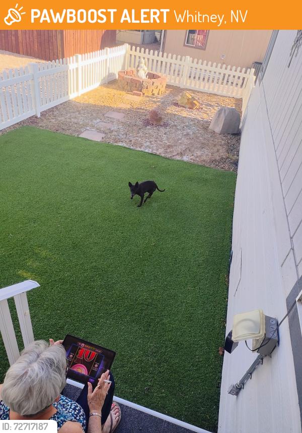 Found/Stray Female Dog last seen Broadbent and Russell , Whitney, NV 89122