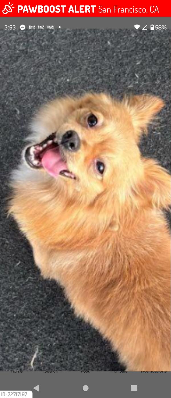 Lost Male Dog last seen 7th st and brannan , San Francisco, CA 94103