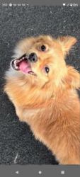 Lost Male Dog last seen 7th st and brannan , San Francisco, CA 94103