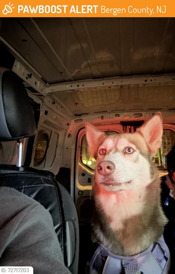 Found/Stray Female Dog last seen Bergen county animal shelter , Bergen County, NJ 07662