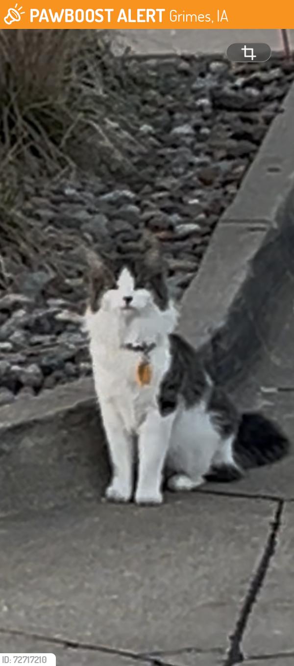Found/Stray Unknown Cat last seen Climb Iowa Grimes, Grimes, IA 50111