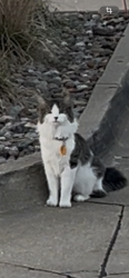 Found/Stray Unknown Cat last seen Climb Iowa Grimes, Grimes, IA 50111