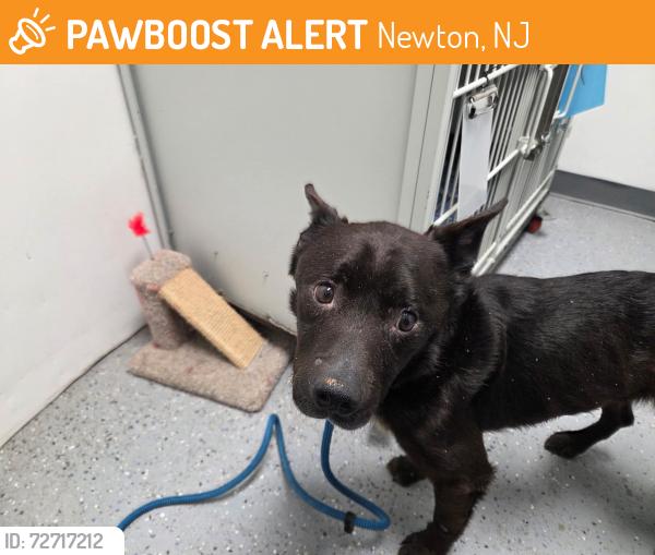 Found/Stray Male Dog last seen High Street Newton, Newton, NJ 07860