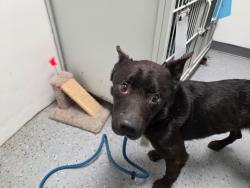 Found/Stray Male Dog last seen High Street Newton, Newton, NJ 07860