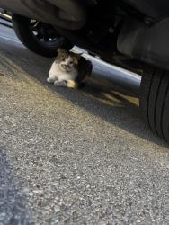 Found/Stray Unknown Cat last seen Whole Foods parking lot , Lexington, KY 40517