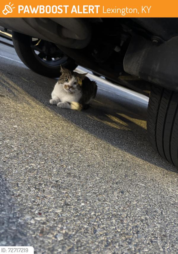 Found/Stray Unknown Cat last seen Whole Foods parking lot , Lexington, KY 40517