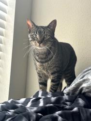 Lost Male Cat last seen W Alabama & Timmons, Houston, TX 77027