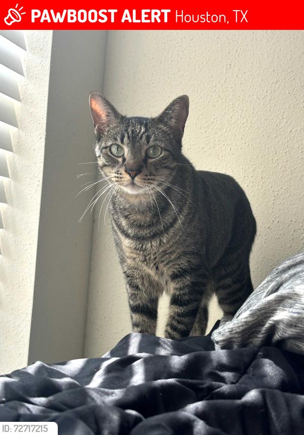 Lost Male Cat last seen W Alabama & Timmons, Houston, TX 77027
