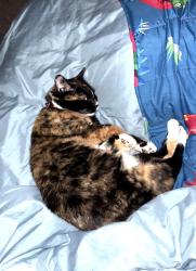 Lost Female Cat last seen Frost Rd and Vallecitos Rd, Sandia Park, NM 87047