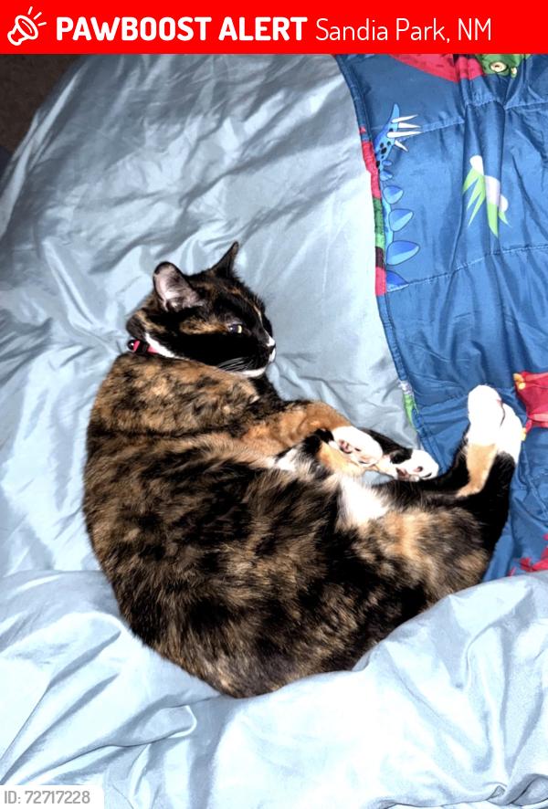Lost Female Cat last seen Frost Rd and Vallecitos Rd, Sandia Park, NM 87047