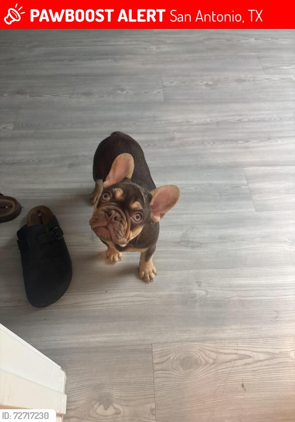 Lost Female Dog last seen Cinco lakes , San Antonio, TX 78252
