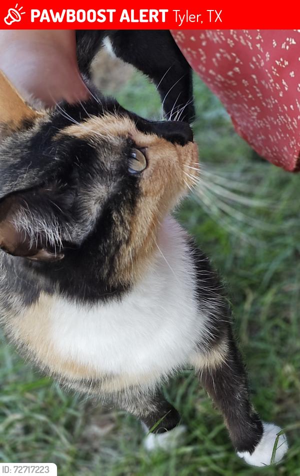 Lost Female Cat last seen CR 272 and CR 278, Tyler, TX 75707