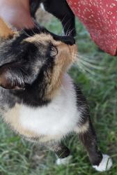 Lost Female Cat last seen CR 272 and CR 278, Tyler, TX 75707