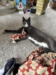 Lost Male Cat last seen Cinnamon & Dogwood , New York, NY 11385