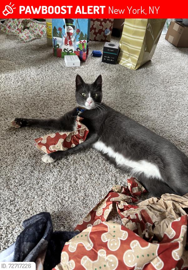 Lost Male Cat last seen Cinnamon & Dogwood , New York, NY 11385