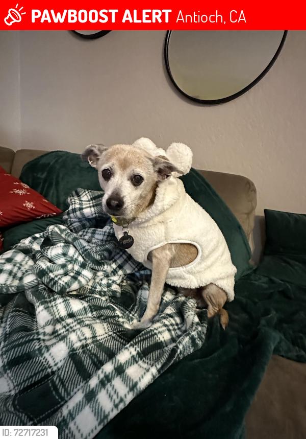 Lost Female Dog last seen Rocket ship school, Antioch, CA 94509