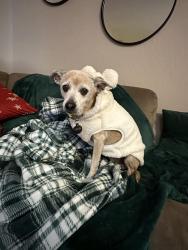 Lost Female Dog last seen Rocket ship school, Antioch, CA 94509