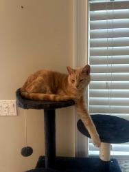 Lost Male Cat last seen Bay ave & 8th ave, Seaside Heights, NJ 08751
