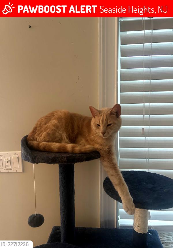 Lost Male Cat last seen Bay ave & 8th ave, Seaside Heights, NJ 08751