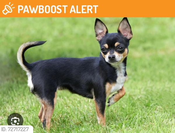 Found/Stray Unknown Dog last seen Foothill Freeway exit by AJ noodles , La Crescenta-Montrose, CA 91214