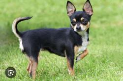 Found/Stray Unknown Dog last seen Foothill Freeway exit by AJ noodles , La Crescenta-Montrose, CA 91214