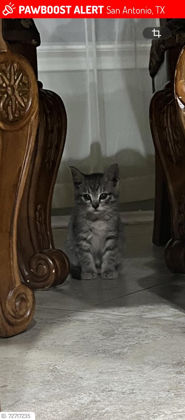 Lost Female Cat last seen Point Sunset/Point crossing , San Antonio, TX 78253