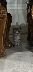Lost Female Cat last seen Point Sunset/Point crossing , San Antonio, TX 78253