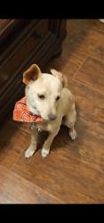 Lost Male Dog last seen Socorro rd, El Paso, TX 79927