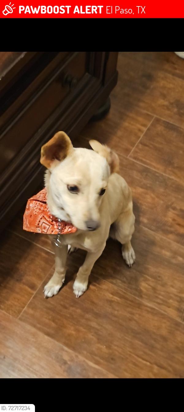 Lost Male Dog last seen Socorro rd, El Paso, TX 79927