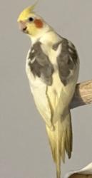 Lost Male Bird last seen Bonanza & Maryland Parkway, Las Vegas, NV 89101
