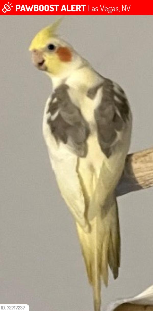 Lost Male Bird last seen Bonanza & Maryland Parkway, Las Vegas, NV 89101